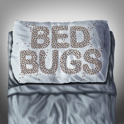 What Are The Best Ways To Get Rid Of Bed Bugs