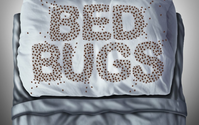 What Are The Best Ways To Get Rid Of Bed Bugs