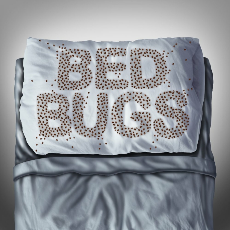 What are the best ways to get rid of bed bugs?
