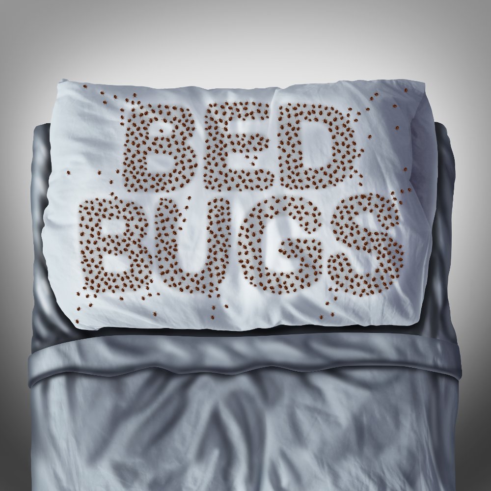 Get rid of bed bugs - Best bed bug treatments for your home
