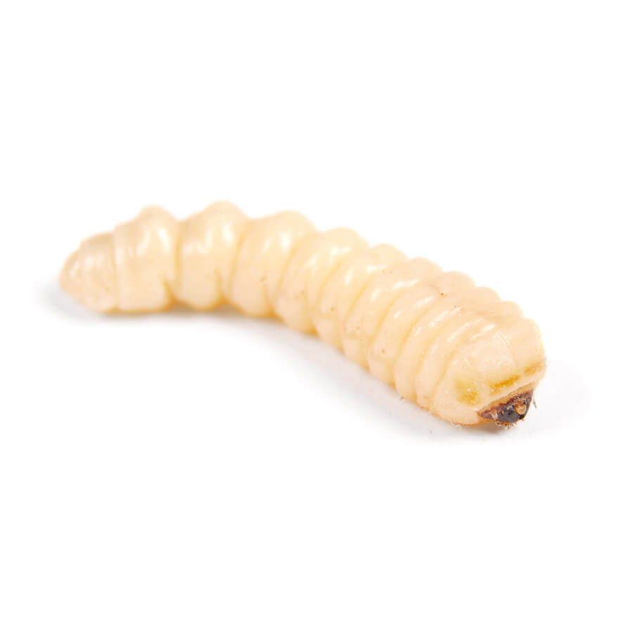 Woodworm Pest Control Woodworm Pest Control